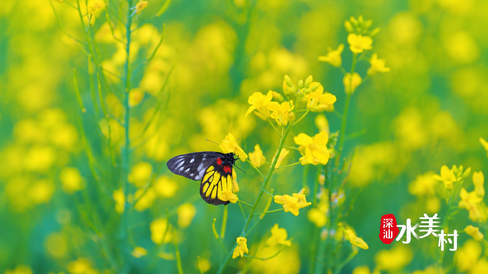Spring Fields in Bloom